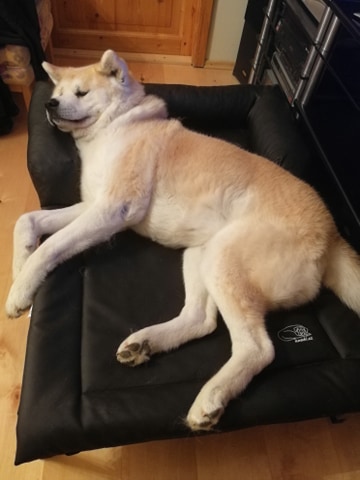 Akita Boník s podhl